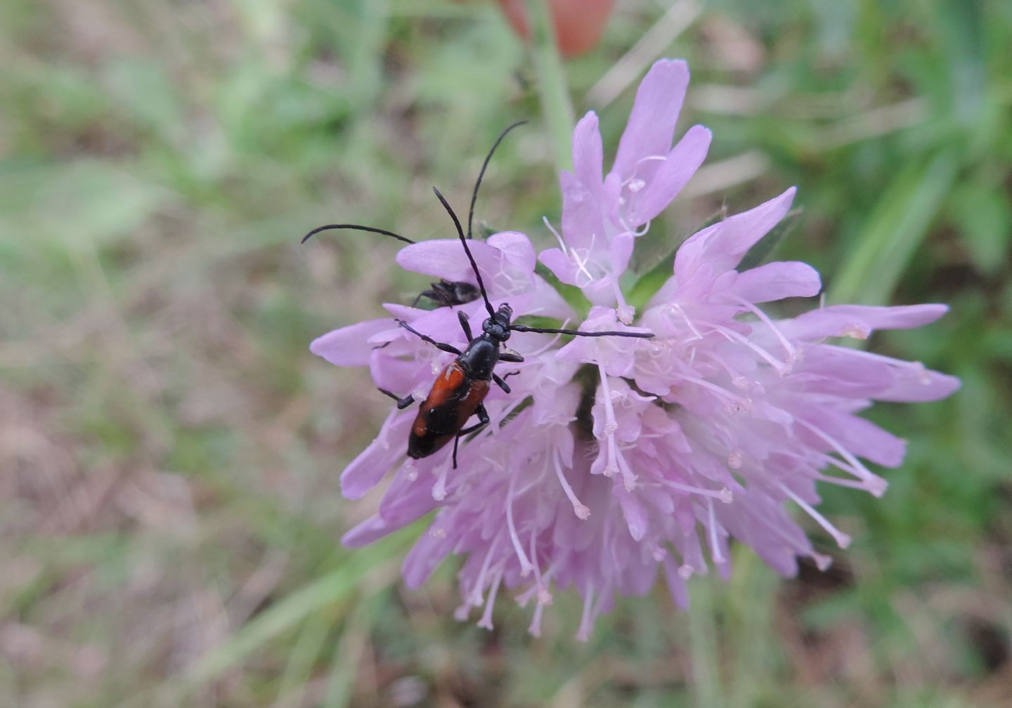 Centaurea?  No, Knautia sp. (Caprifloiaceae)